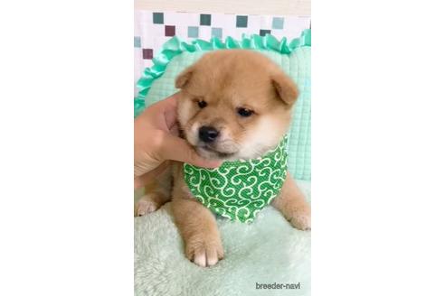 成約済の茨城県の豆柴-154828の2枚目