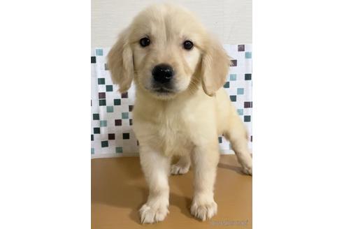 成約済の茨城県のゴールデンレトリーバー-154831の1枚目