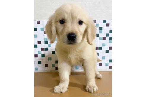 成約済の茨城県のゴールデンレトリーバー-154831の2枚目