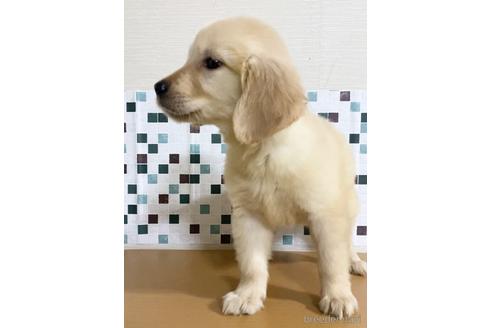 成約済の茨城県のゴールデンレトリーバー-154831の3枚目