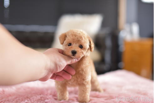 成約済の茨城県のティーカッププードル-154278の6枚目