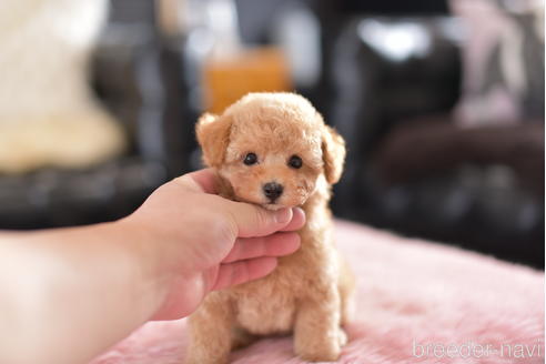 成約済の茨城県のティーカッププードル-154278の5枚目