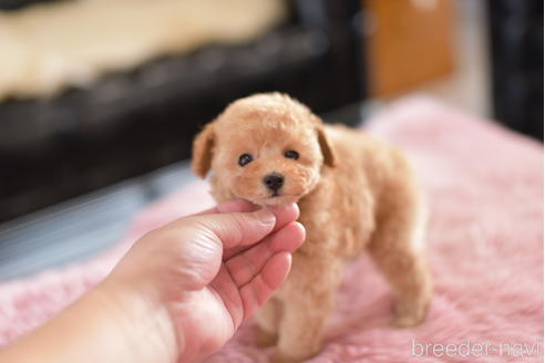 成約済の茨城県のティーカッププードル-154278の4枚目