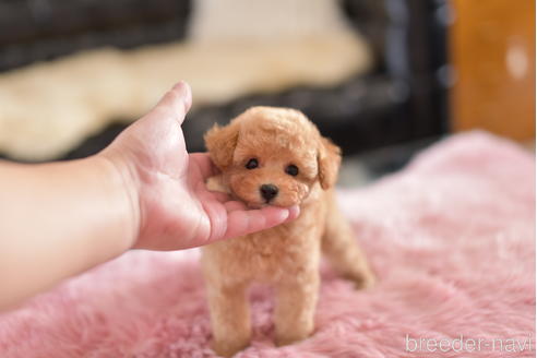 成約済の茨城県のティーカッププードル-154278の3枚目