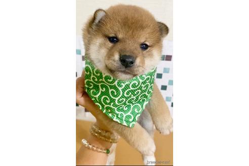 成約済の茨城県の豆柴-154827の5枚目