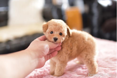成約済の茨城県のティーカッププードル-154278
