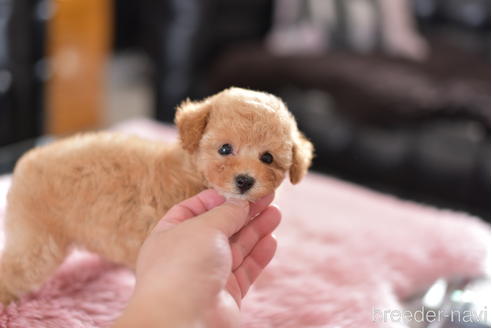 成約済の茨城県のティーカッププードル-154278の2枚目