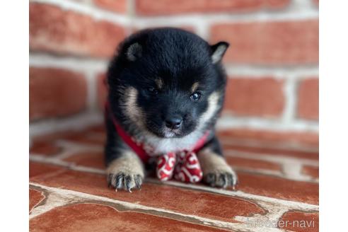 成約済の福岡県の豆柴-154846の2枚目