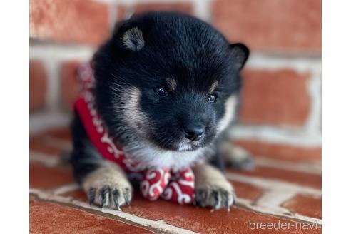 成約済の福岡県の豆柴-154846の3枚目