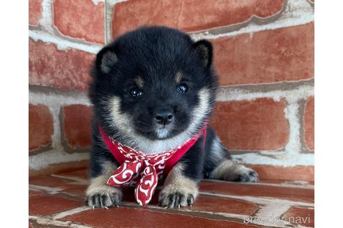 成約済の福岡県の豆柴-154846