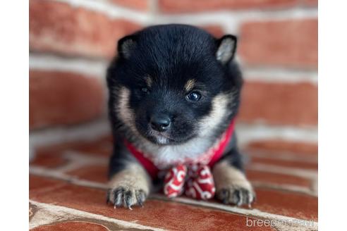 成約済の福岡県の豆柴-154846の4枚目