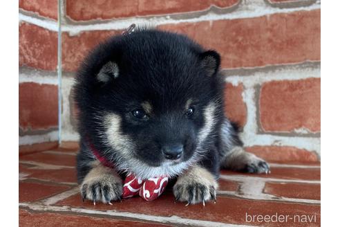 成約済の福岡県の豆柴-154846の5枚目