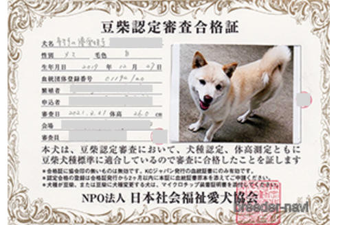 成約済の神奈川県の豆柴-154849の2枚目