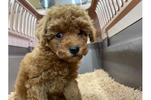 成約済の愛媛県のタイニープードル-154873の2枚目