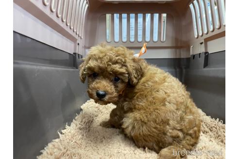 成約済の愛媛県のタイニープードル-154873の1枚目