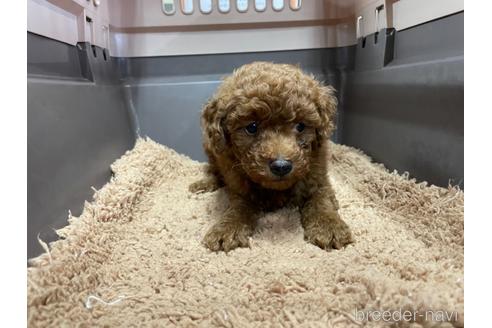 成約済の愛媛県のタイニープードル-154873の3枚目