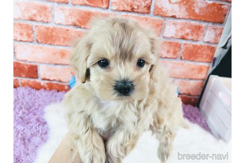 成約済の神奈川県のミックス犬-154208の3枚目