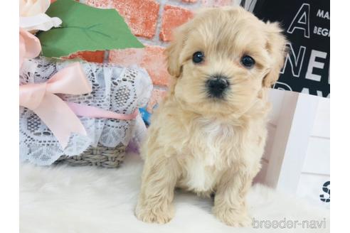 成約済の神奈川県のミックス犬-154208の1枚目