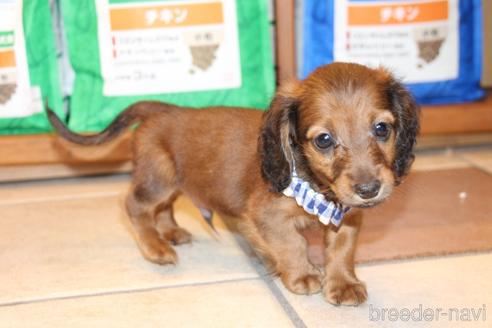 成約済の愛知県のカニンヘンダックスフンド(ロングヘアード)-148693の42枚目