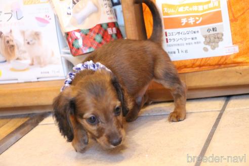 成約済の愛知県のカニンヘンダックスフンド(ロングヘアード)-148693の41枚目