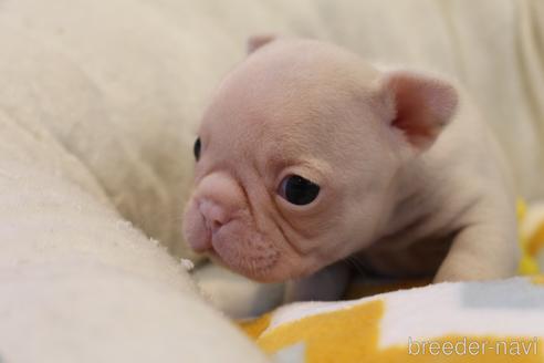 成約済の愛知県のフレンチブルドッグ-151896の17枚目