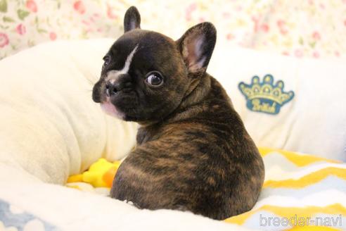 成約済の愛知県のフレンチブルドッグ-150376の24枚目