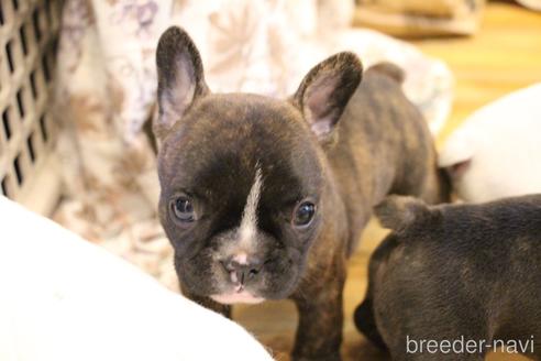 成約済の愛知県のフレンチブルドッグ-150376の20枚目