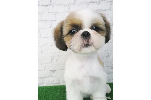 成約済の大阪府のシーズー-147856の1枚目