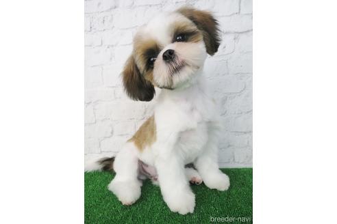 成約済の大阪府のシーズー-147856の5枚目