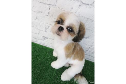 成約済の大阪府のシーズー-147856の4枚目