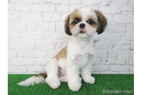 成約済の大阪府のシーズー-147856の3枚目