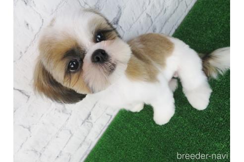 成約済の大阪府のシーズー-147856の2枚目