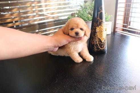 成約済の埼玉県のタイニープードル-154120の4枚目