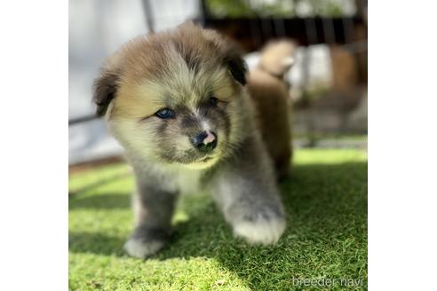 成約済の群馬県の秋田犬-154912の2枚目