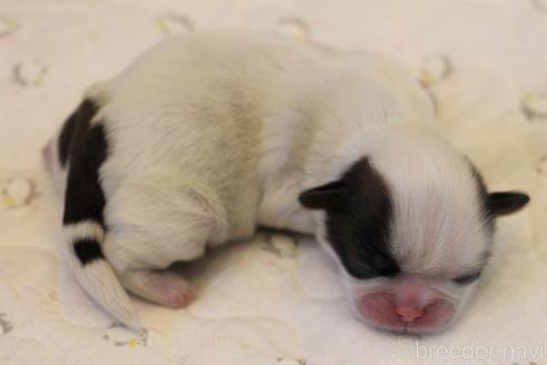 成約済の愛知県のシーズー-154920の63枚目