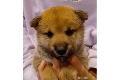 成約済の富山県の柴犬-154924