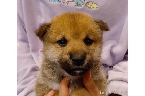 成約済の富山県の柴犬-154924の3枚目