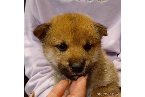 成約済の富山県の柴犬-154924の2枚目