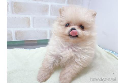 成約済の東京都のポメラニアン-154945の18枚目