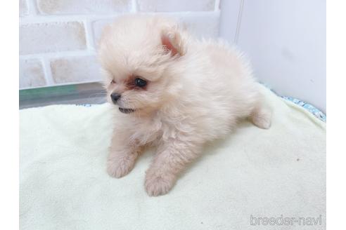 成約済の東京都のポメラニアン-154945の19枚目