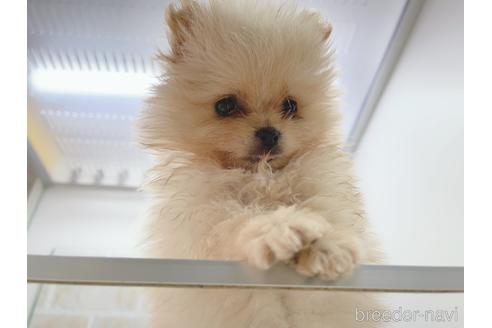 成約済の東京都のポメラニアン-154945の17枚目