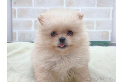 成約済の東京都のポメラニアン-154945の16枚目