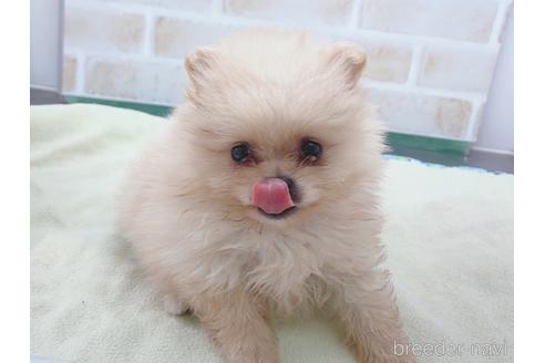 成約済の東京都のポメラニアン-154945の1枚目