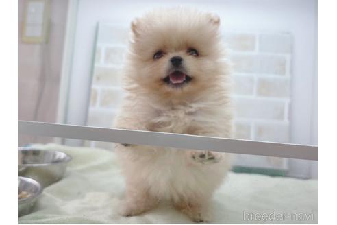 成約済の東京都のポメラニアン-154945の15枚目