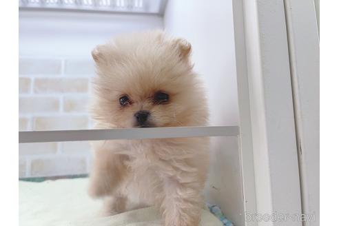 成約済の東京都のポメラニアン-154945の14枚目