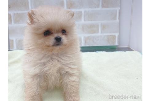 成約済の東京都のポメラニアン-154945の13枚目