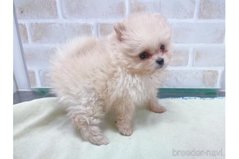 成約済の東京都のポメラニアン-154945の12枚目