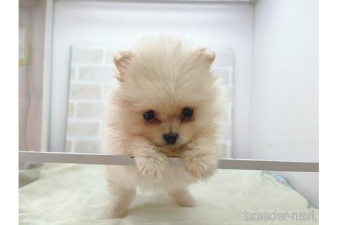 成約済の東京都のポメラニアン-154945の2枚目