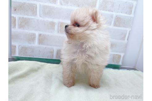 成約済の東京都のポメラニアン-154945の11枚目