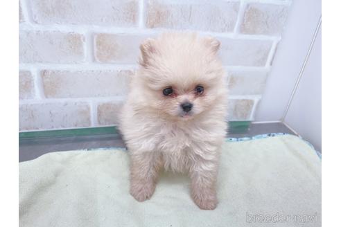 成約済の東京都のポメラニアン-154945の10枚目